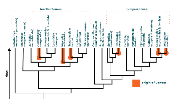 Phylogenetic Reference Data From Phylum to Species