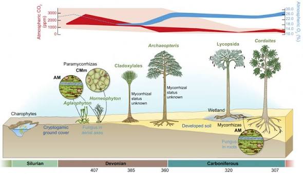 How to Read a Phylogenetic Tree of AM Fungi
