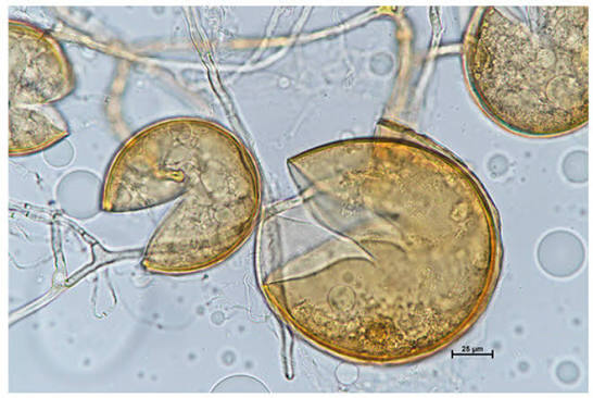 Anchoring the Species Rhizophagus intraradices