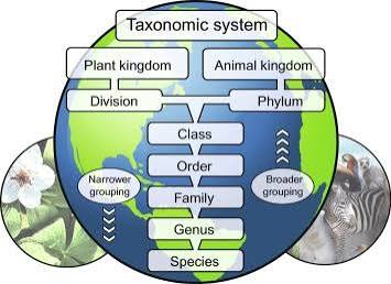 Index Fungorum, Species Fungorum and the Botanical Code
