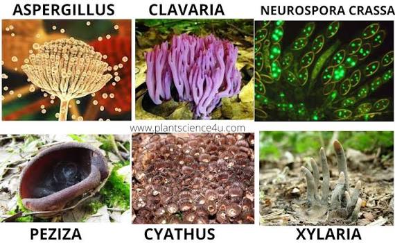 Model Fungi With New Names