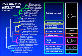 The 2001 Tree Glomus Is Not Monophyletic